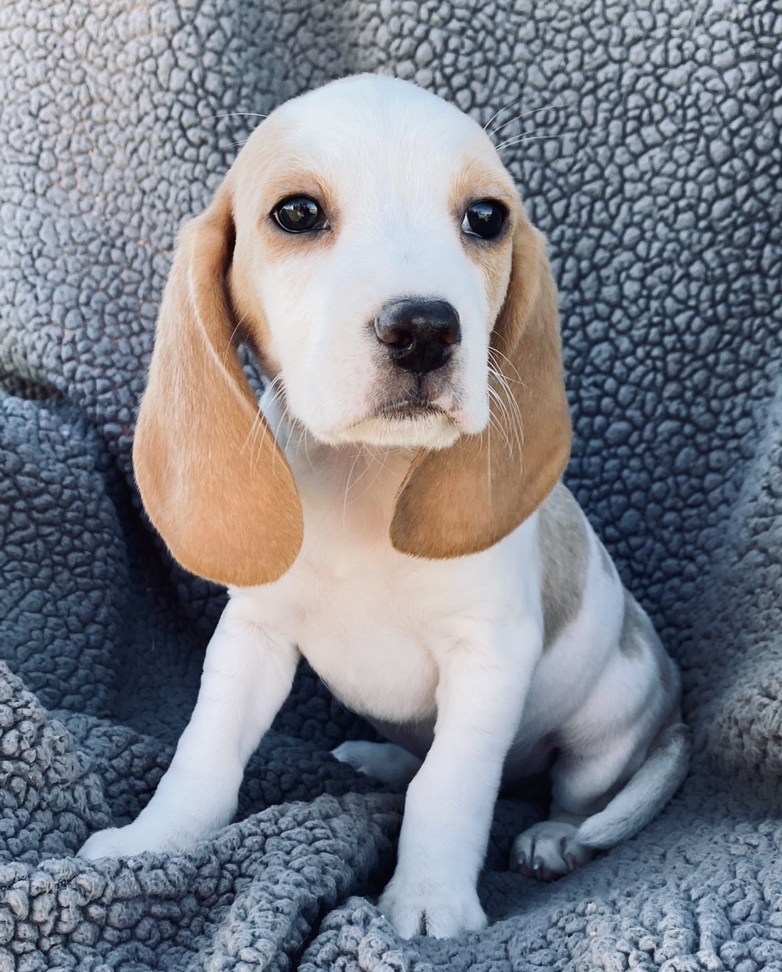 puppy, for, sale, Beagle, Stiehl  Wilson, dog, breeder, Everton, MO, dog-breeder, puppy-for-sale, forsale, nearby, find, puppyfind, locator, puppylocator, aca